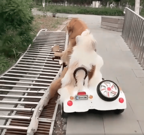 출처 : Reddit / 잠시 바퀴가 빠져 당황한 강아지들