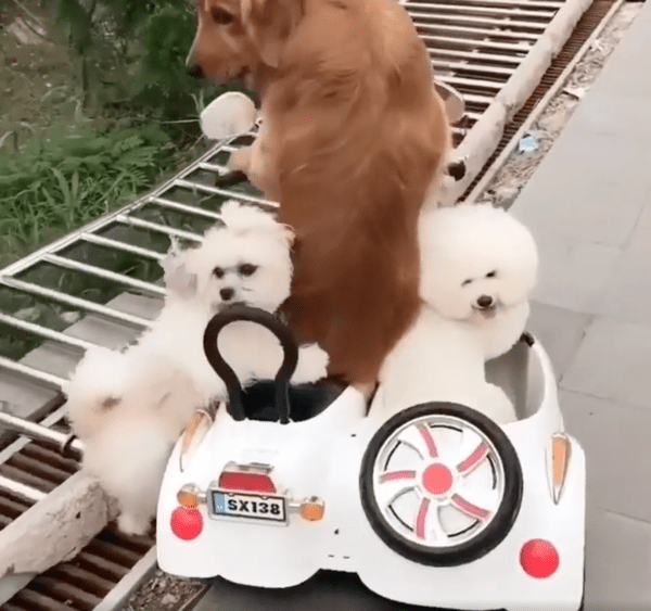 출처 : Reddit / 카메라를 바라보며 어떡하면 좋냐는 듯한 강아지들