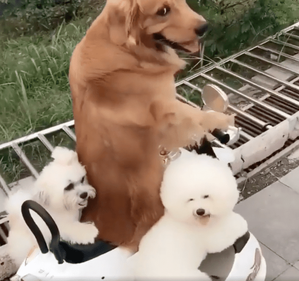 출처 : Reddit / 앞으로 나가지 않는 오토바이 장난감에 당황한 강아지 삼총사