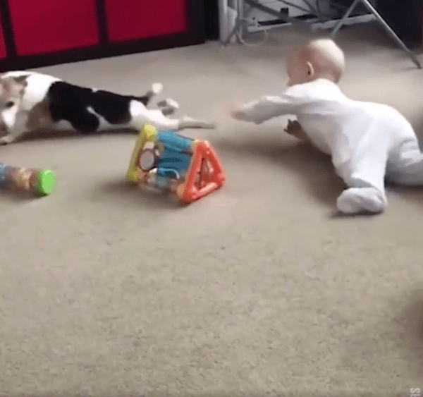 출처 : Reddit / 앞서가는 강아지 다리를 잡으려는 아기