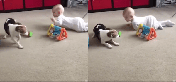 출처 : Reddit / 아기가 자기 뒤를 잘 따라올 수 있게 기다리는 강아지