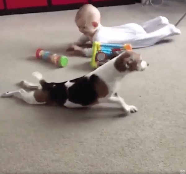 출처 : Reddit / 아기와 함께 시간을 보내 너무 즐거운 강아지