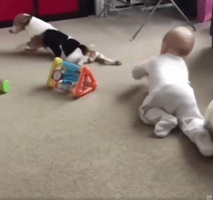 강아지의 특별한 기법, 아기에게 기는 법 가르치기