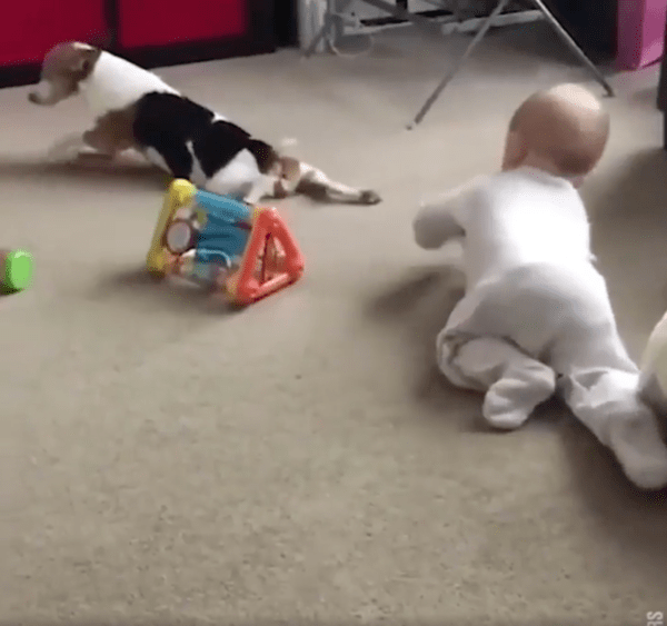 출처 : Reddit / 아기에게 기는 방법을 알려주려는 강아지