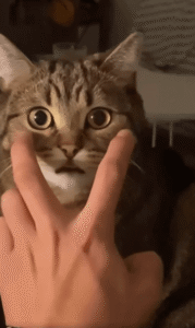 수염 터치에 움찔! 귀여운 고양이의 반응