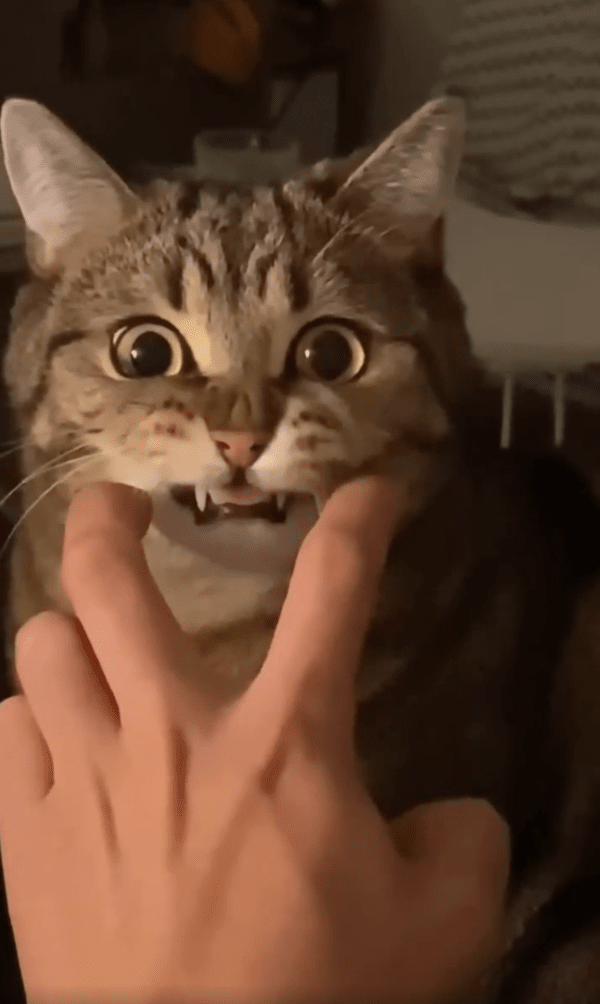 출처 : Reddit / 수염을 쓰다듬자, 화가 난 듯 입이 움찔거리는 고양이