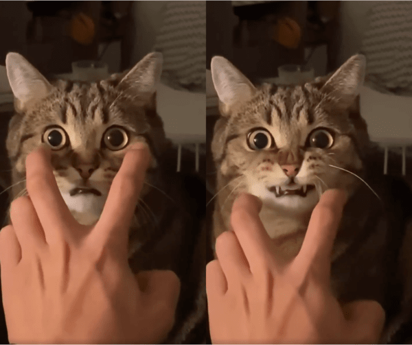 출처 : Reddit / 다시 한번 수염을 쓰다듬자, 똑같이 입이 움찔거리는 고양이