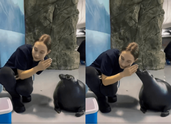 출처 : Reddit / 물개의 이야기를 듣고 싶은 사육사와 비밀을 나누는 물개