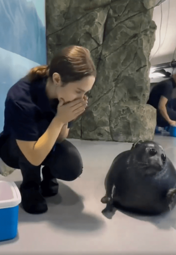 출처 : Reddit / 물개의 이야기에 놀란 사육사와 부끄러운 물개