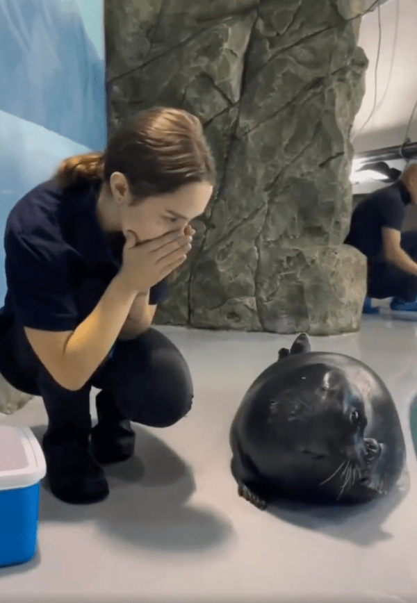 출처 : Reddit / 비밀을 나누고 너무 부끄러운 듯 얼굴을 가리는 물개