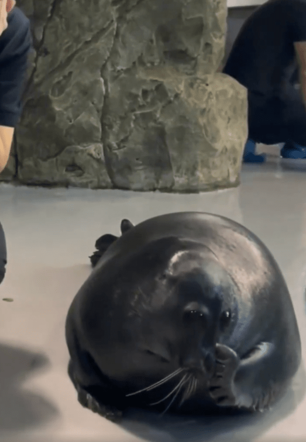 출처 : Reddit / 부끄러워 얼굴을 가리는 물개