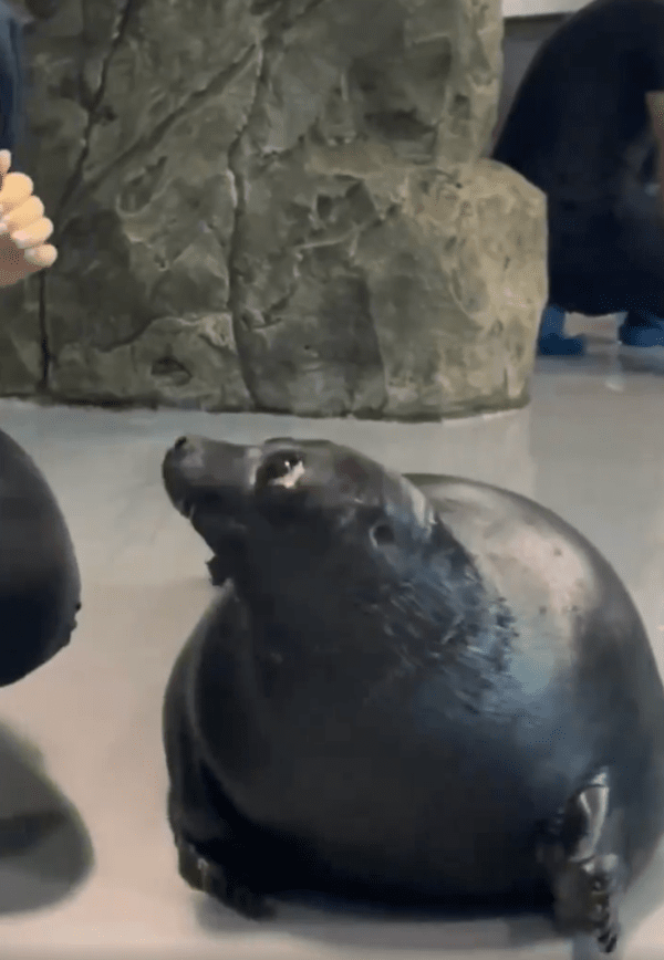 출처 : Reddit / 뭔가 더 나누고 싶어 하는 듯 사육사를 바라보는 물개