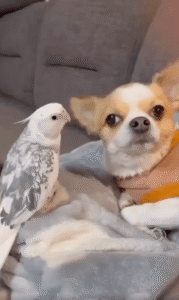 강아지와 앵무새, 서로 다른 세상에 있는 대화