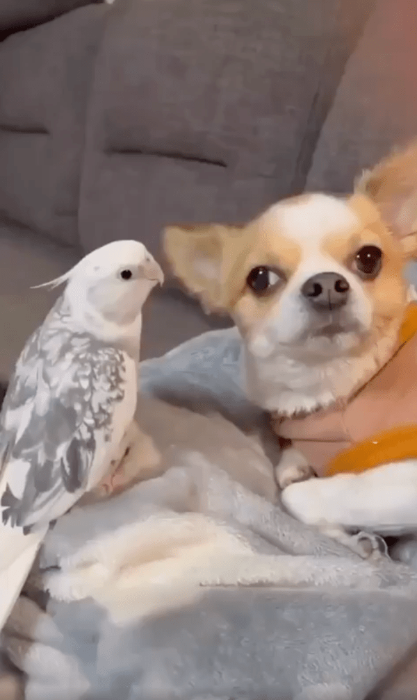 출처 : Reddit / 누워있는 강아지에게 무언가 말을 하는 앵무새