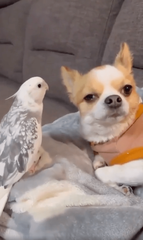 출처 : Reddit / 앵무새의 말에 점점 피곤해지는 강아지