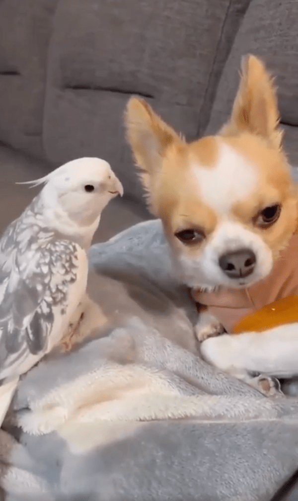 출처 : Reddit / 듣고 싶지 않은 강아지와 계속 말을 하고 싶은 앵무새