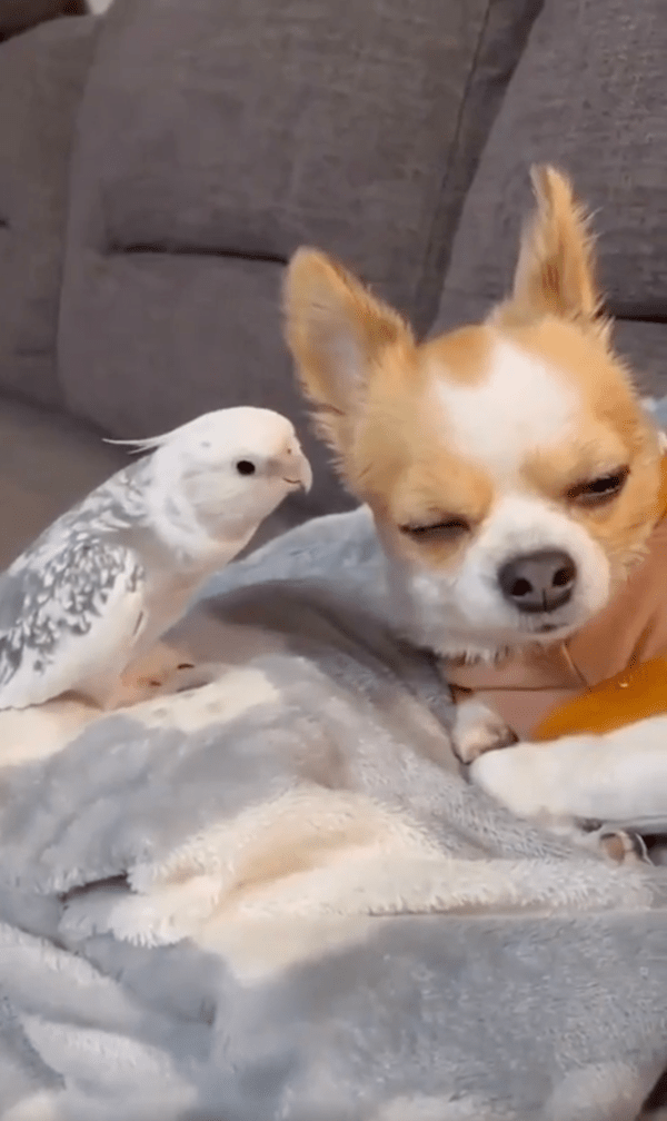 출처 : Reddit / 점점 졸려 눈을 감고 있는 강아지와 계속 말하는 앵무새