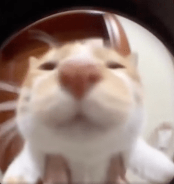 출처 : Reddit / 외시경으로 보인 귀여운 고양이의 얼굴