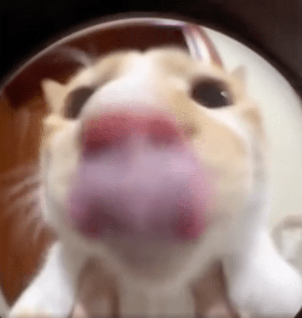 출처 : Reddit / 혀를 날름거리며 밥을 원하는 듯한 고양이