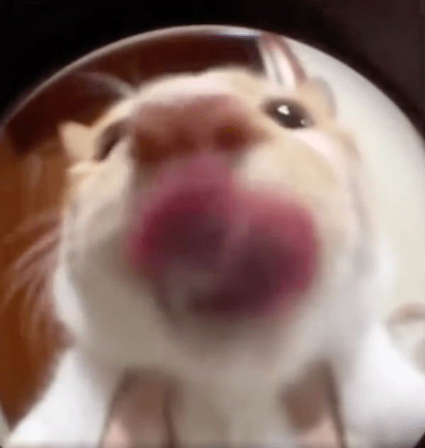 출처 : Reddit / 밥 주세요~ 라며 혀를 날름거리는 고양이