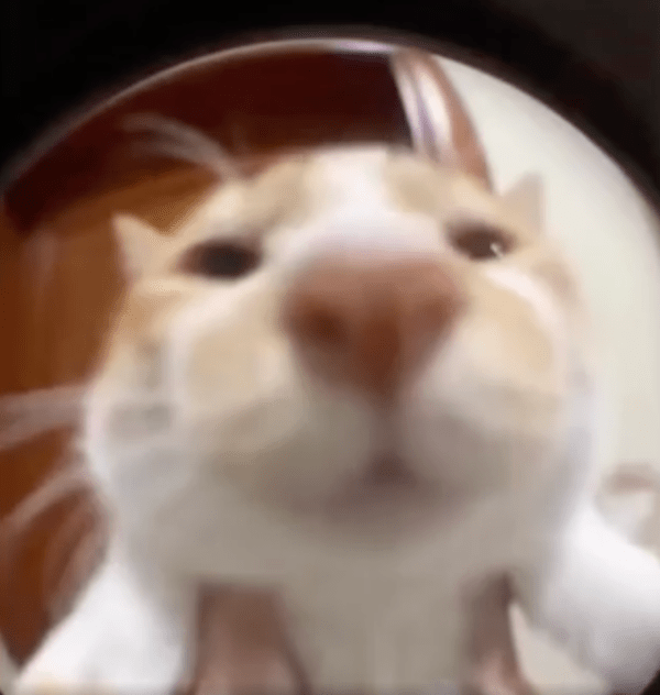 출처 : Reddit / 언제 문을 열어주나 기다리는 고양이