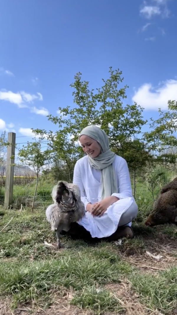 출처 : Reddit / 자기를 부르자 무릎 위로 다가오는 닭