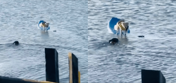 출처 : Reddit / 친구에게 다가가는 강아지