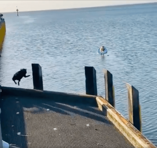 출처 : Reddit / 친구를 구하려고 바다로 뛰어드는 강아지