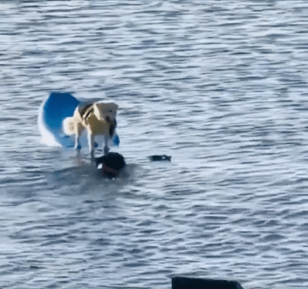 출처 : Reddit / 서핑보드 끈을 물려고 하는 강아지