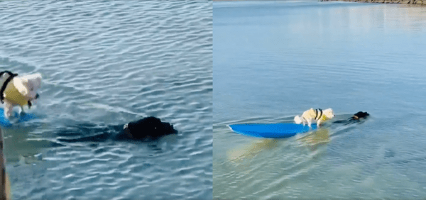 출처 : Reddit / 서핑보드 끈을 물고 친구를 끌고 육지로 가는 강아지