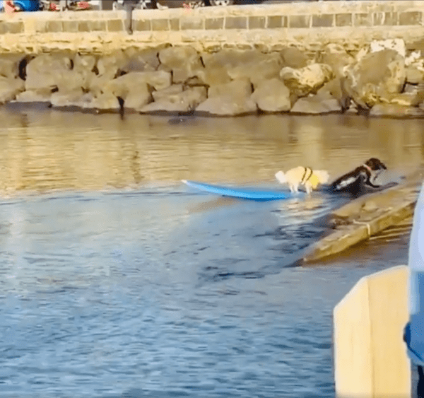 출처 : Reddit / 서핑보드와 함께 육지로 도착한 강아지들