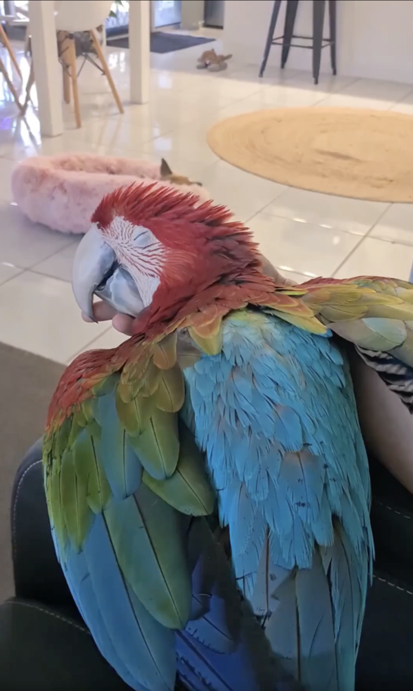 출처 : Reddit / 주인 옆에서 자고 있는 앵무새