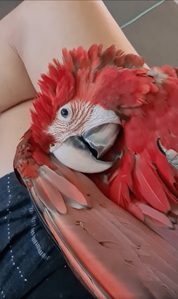 출처 : Reddit / 주인 다리 위에서 눈을 뜬 앵무새