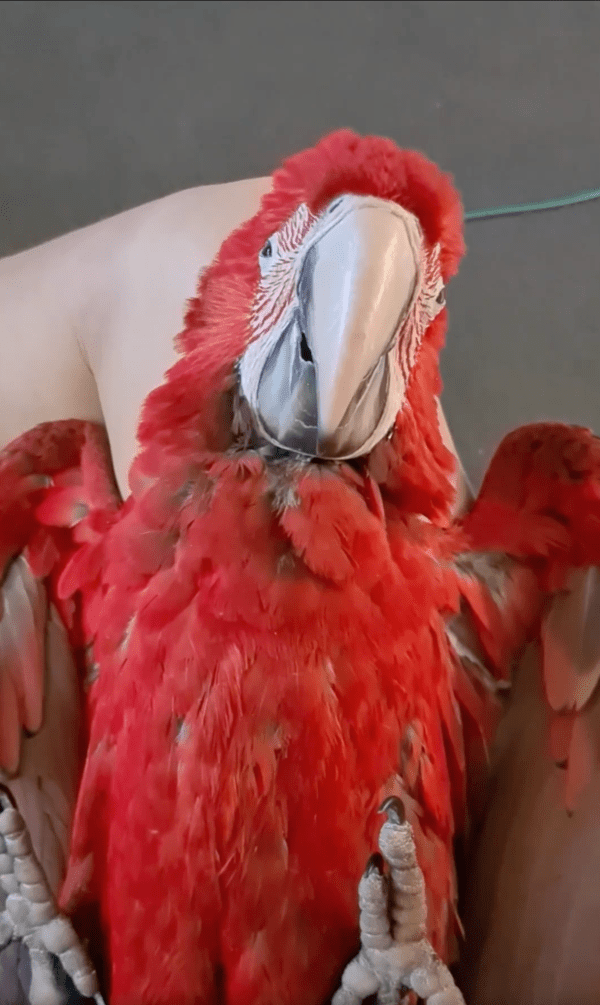 출처 : Reddit / 주인 다리 위에서 등을 기대고 눕고 있는 앵무새