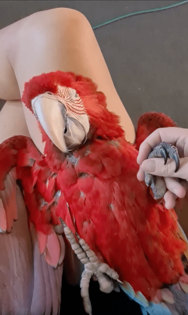 출처 : Reddit / 발을 만져주자 기분이 좋은지 눈을 감고 있는 앵무새