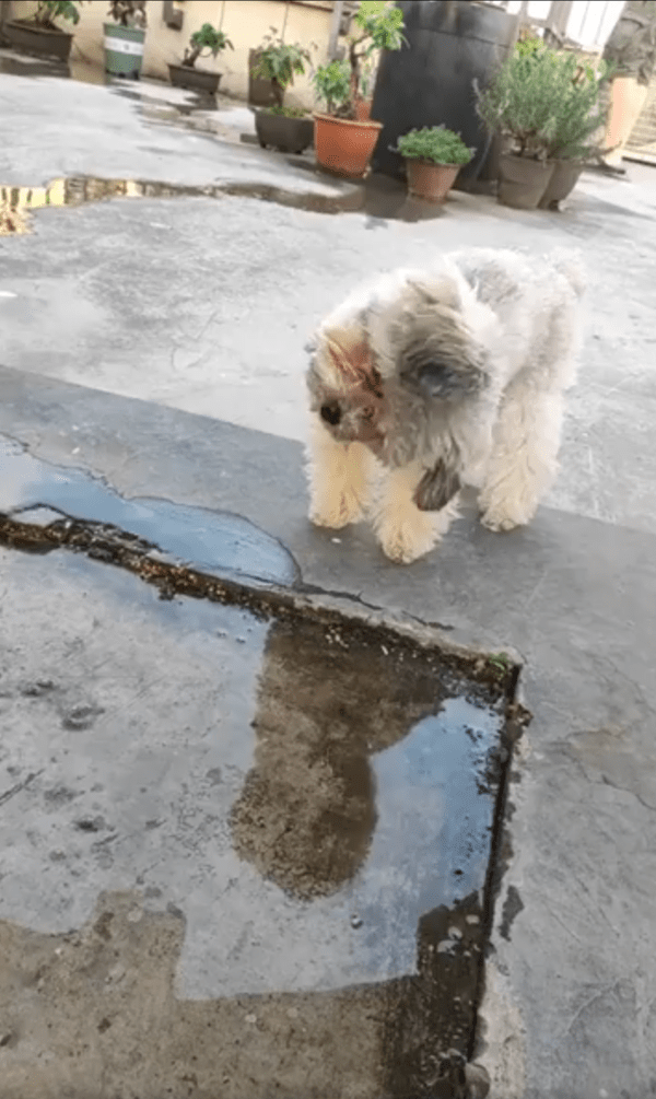 출처 : Reddit / 물에 비친 자기 모습을 보고 갸우뚱거리는 강아지