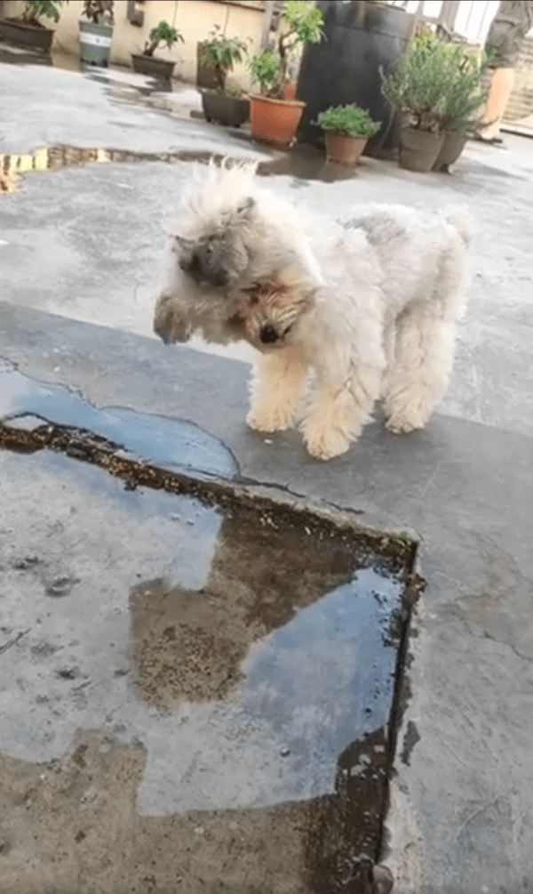 출처 : Reddit / 물에 비친 자기 모습을 보고 갸우뚱거리는 강아지