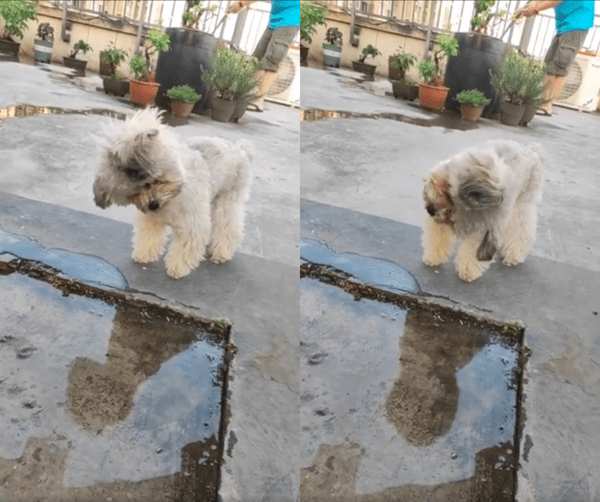 출처 : Reddit / 자기 모습을 보며 좌우로 갸우뚱거리는 강아지