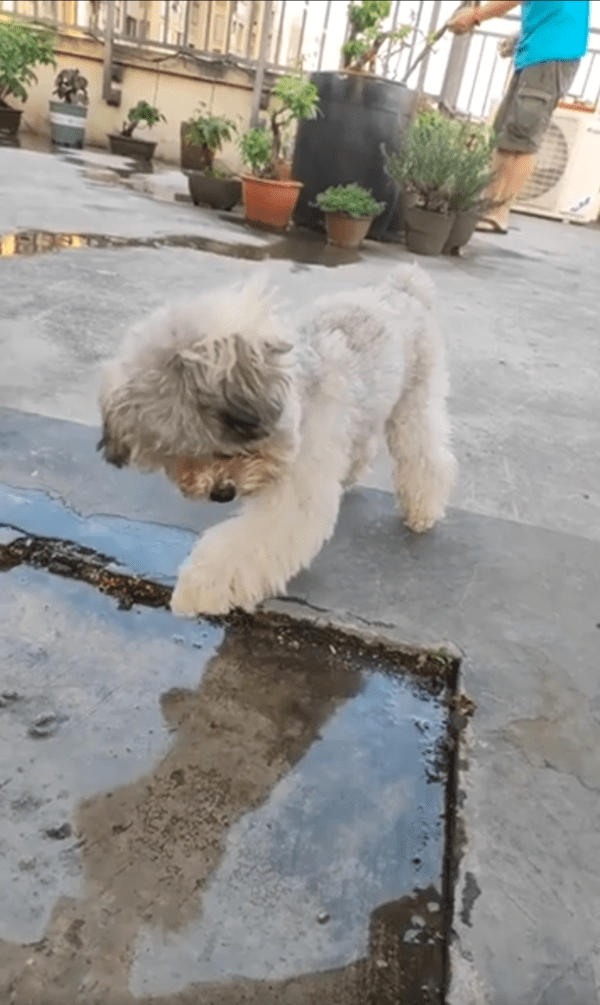 출처 : Reddit / 자기 모습을 보며 앞발을 뻗는 강아지