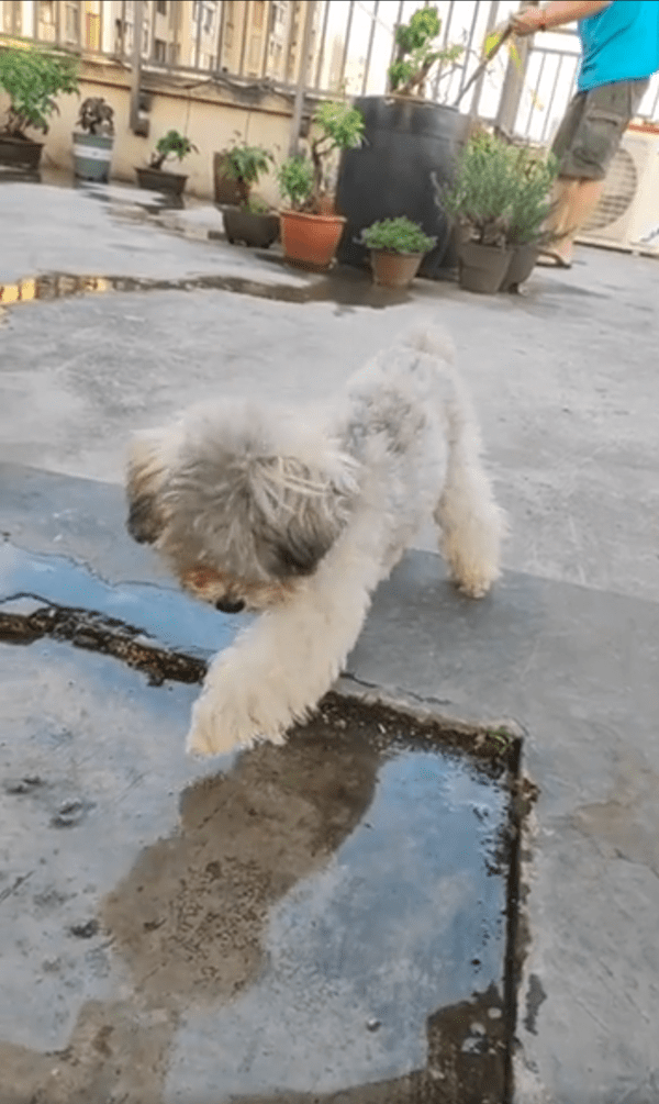 출처 : Reddit / 조금 더 다가가려고 발을 더 뻗는 강아지