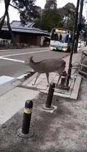 나라 공원의 사슴, 횡단보도에서 보여준 교통 매너