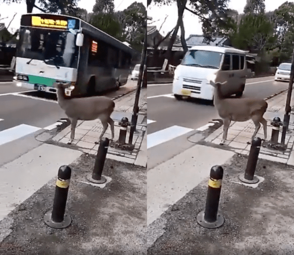 출처 : Reddit / 지나가는 버스와 차들을 기다리는 사슴