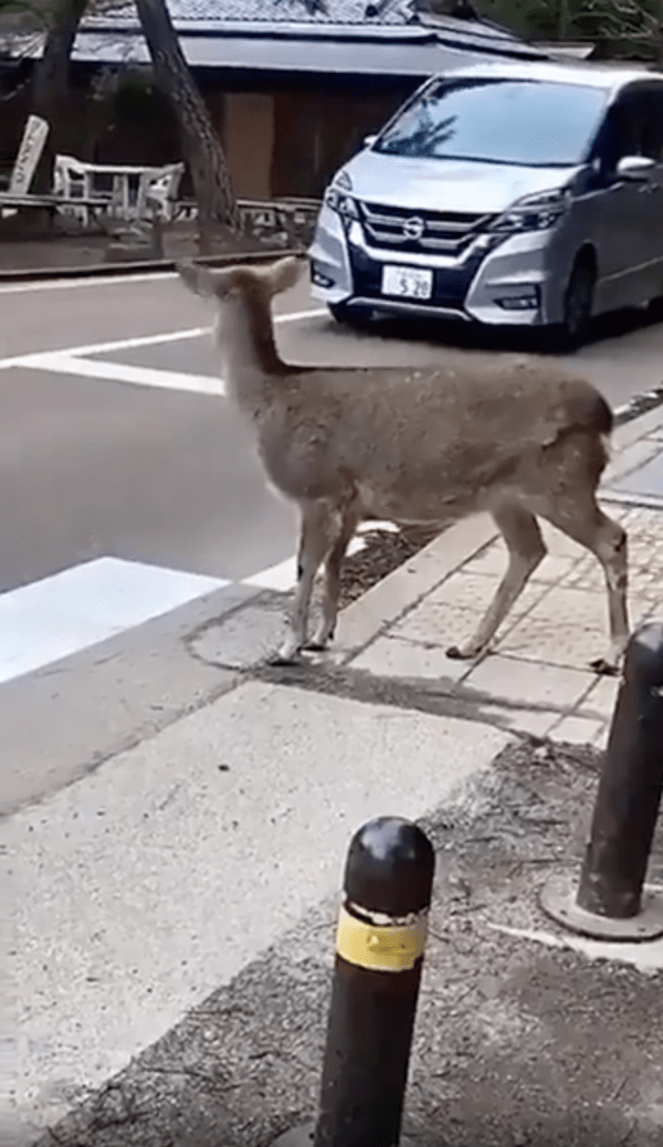 출처 : Reddit / 건널 타이밍이 보이자, 길을 건너기 시작한 사슴