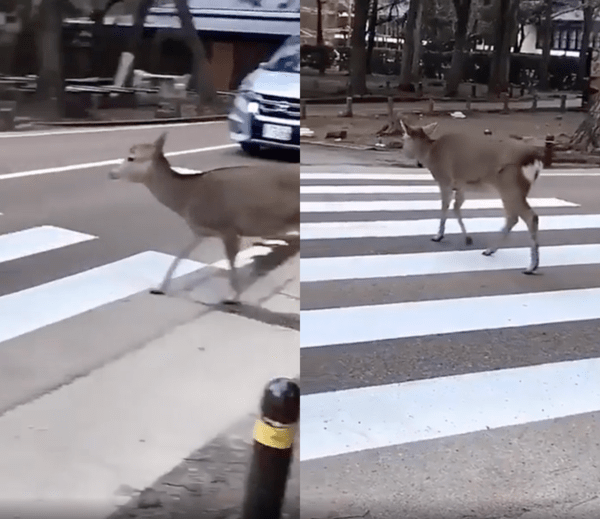출처 : Reddit / 횡단보도로 길을 건너는 사슴