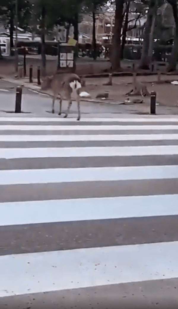 출처 : Reddit / 길을 다 건넌 사슴의 뒷모습