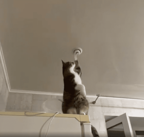 출처 : Reddit / 불이 안 나오는 전등을 여러 번 건드려보는 고양이