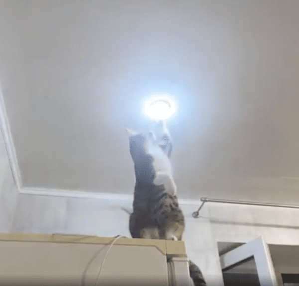 출처 : Reddit / 몇 번 건드리자, 불빛이 나오는 걸 확인하는 고양이