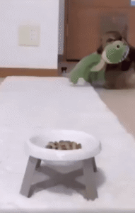 밥 먹는 시간의 특별한 동행: 인형을 물고 다니는 닥스훈트