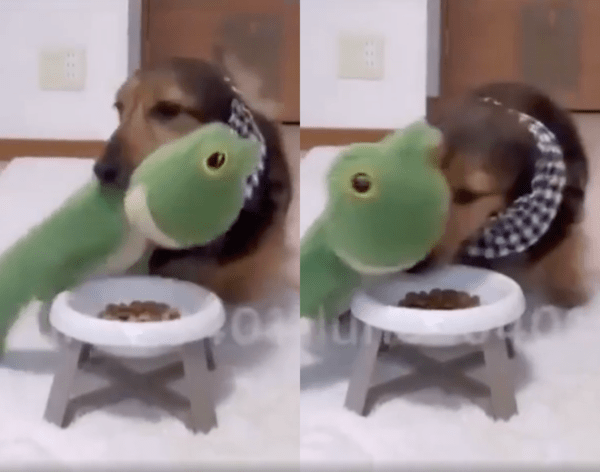 출처 : Reddit / 인형에게 밥을 먹이려는 듯한 닥스훈트