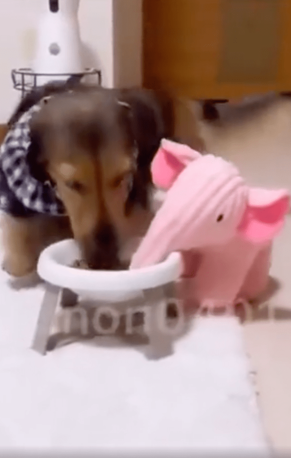 출처 : Reddit / 분홍 코끼리 인형을 데리고 와서 밥을 먹이는 닥스훈트